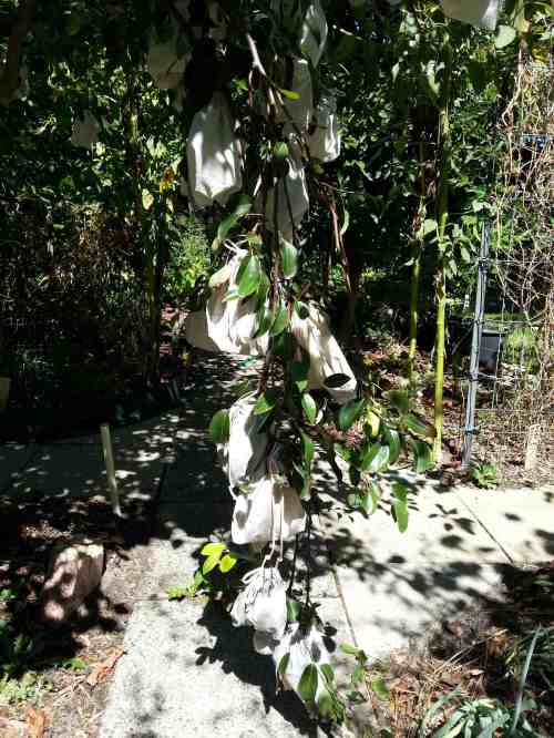 Calico fruit bags to protect fruit from birds and bugs