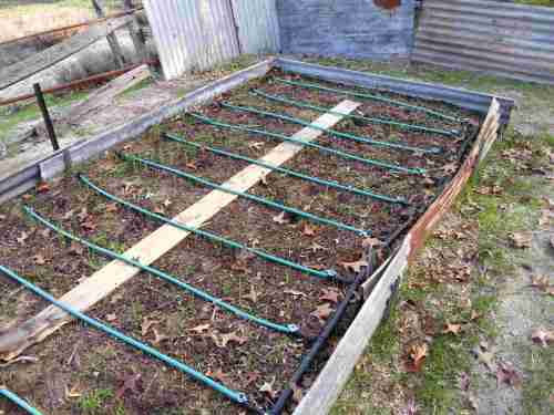 29th May - Bulbs are shooting, weeding begins