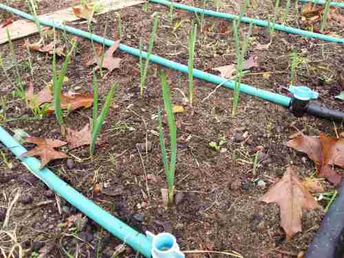 9th June - Growing well