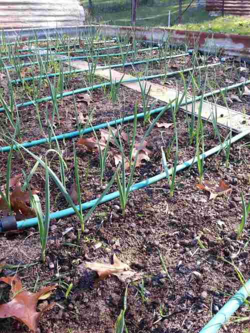 22nd June - Keeping the weeds down and watering if dry