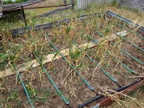 26th October - Harvest time. Dying back, but still a few green leaves to form a sheath on the bulbs