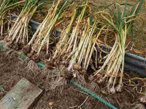 A great haul, ready to hang in the shed to dry and eat :)
