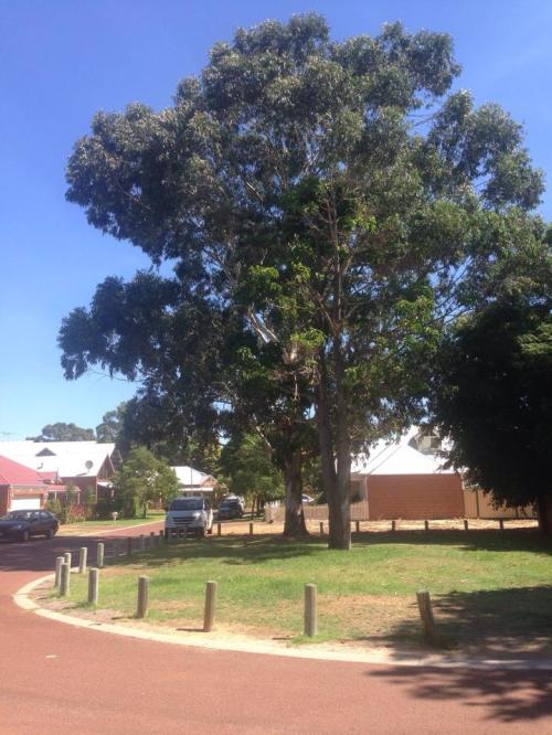 The mature Illawarra flame tree and Rose gum in Clayton Close park.