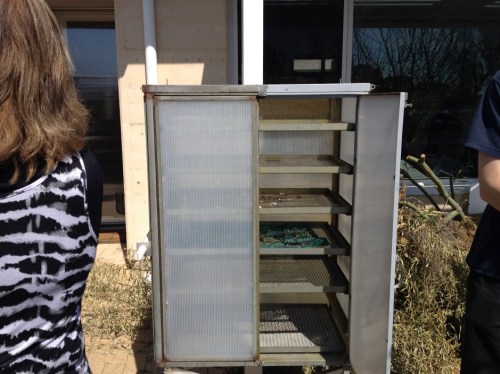 Solar food dehydrator today drying mushrooms and thyme