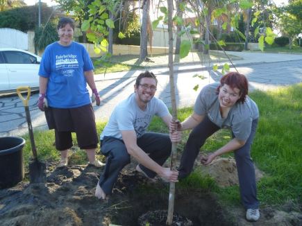 Planting the weeping mulberry